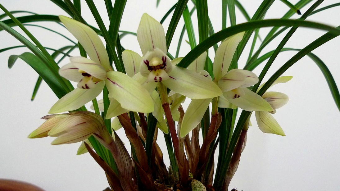 兰花几月份移栽比较好