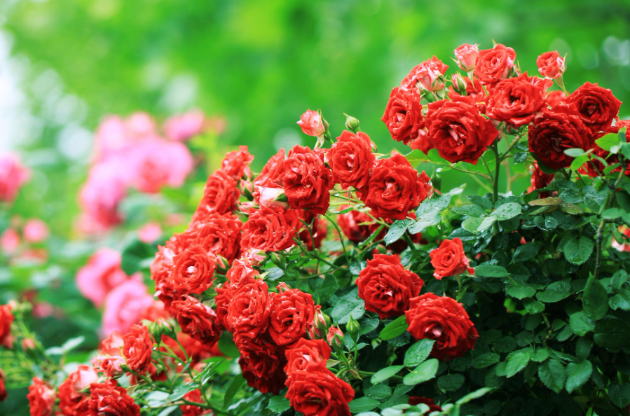 月季不开花什么原因