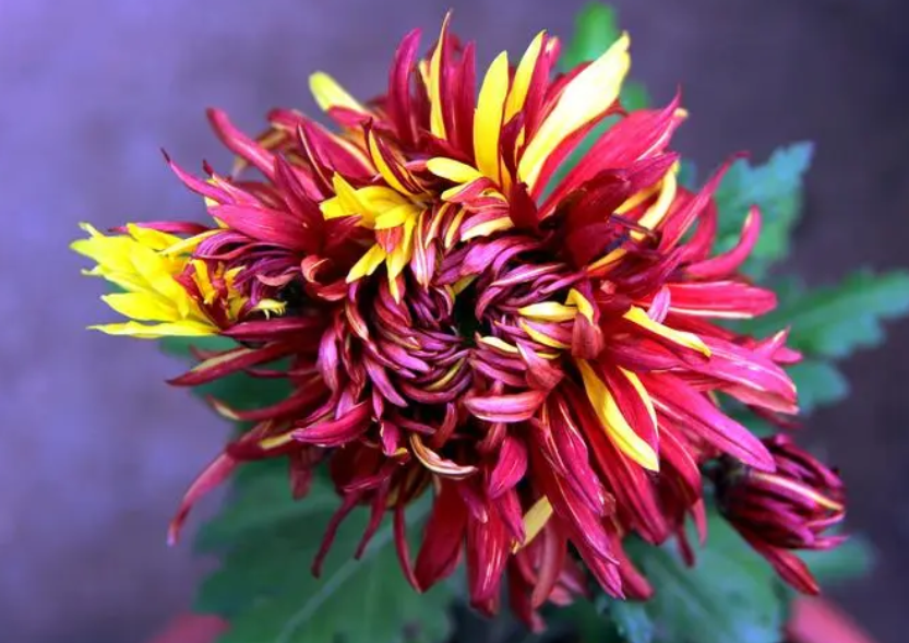 家养名贵花卉排名