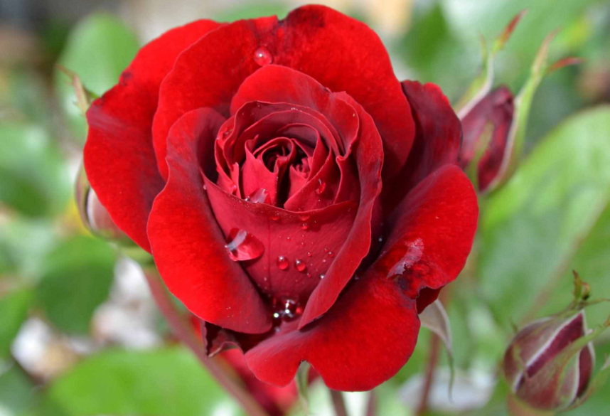 玫瑰花苗冬天种植方法