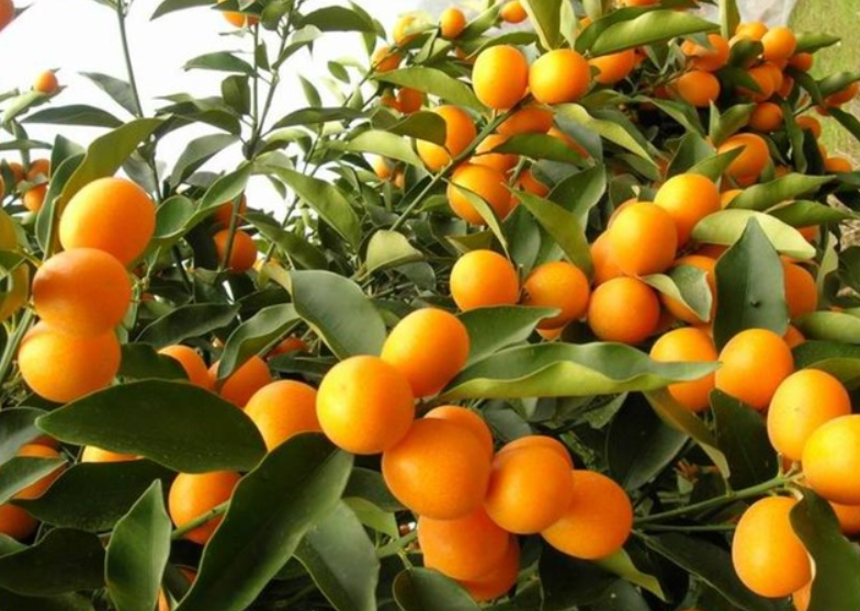 金桔树一年四季都长果子