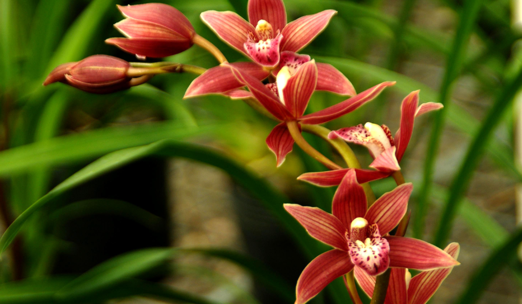 兰花要干透才浇水吗