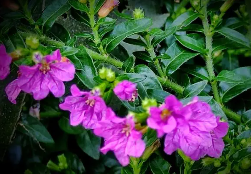 萼距花的扦插方法