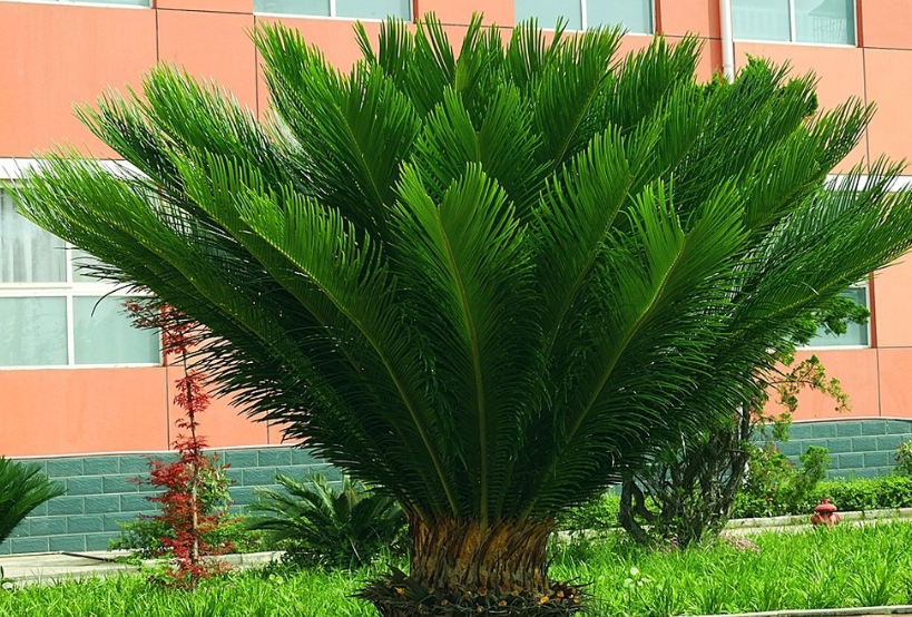 铁树什么时候修剪