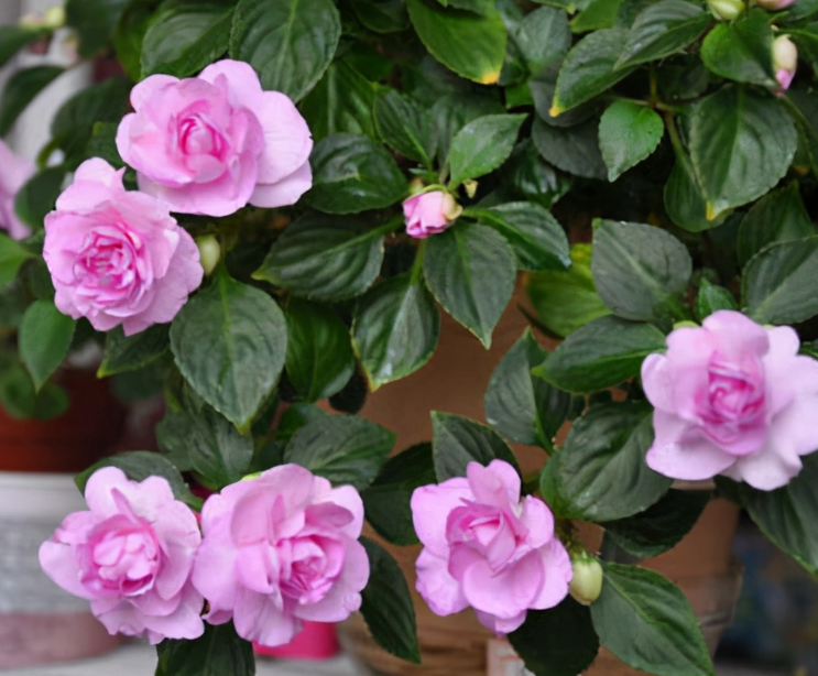 非洲凤仙花好养吗