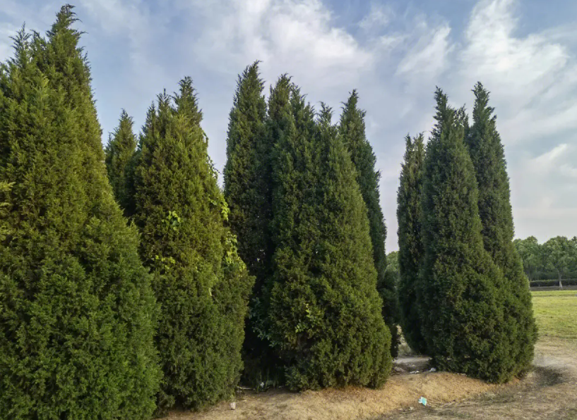 门前栽柏树好不好