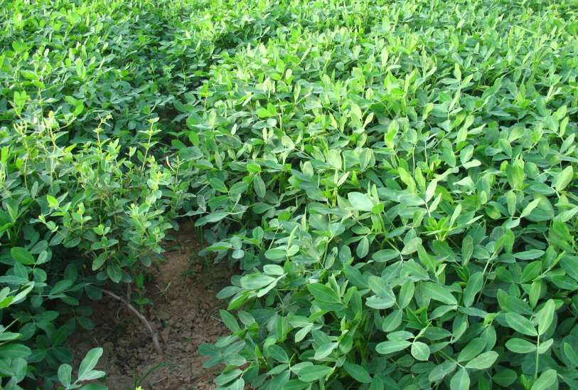 一亩花生用多少肥料好