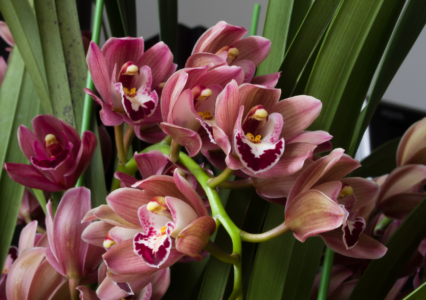 蕙兰怎么养能开花