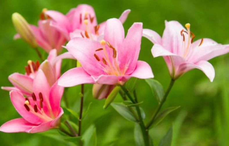 香水百合开花后叶子全都黄了