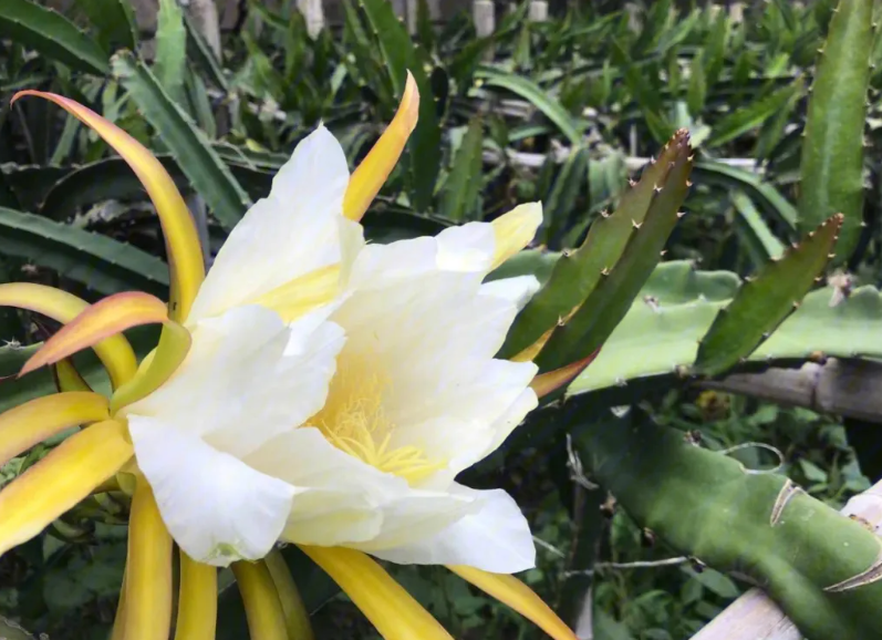 为什么火龙果开花不结果呢老是掉