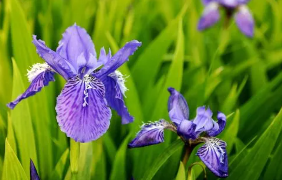 鸢尾花种子什么样子