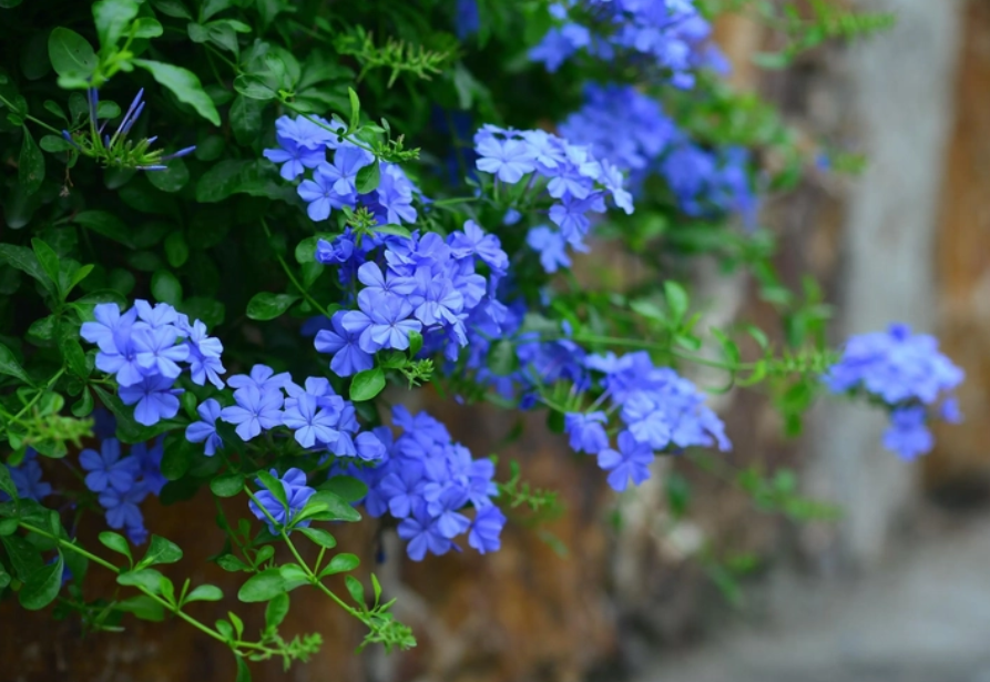 蓝雪花对人体有害吗