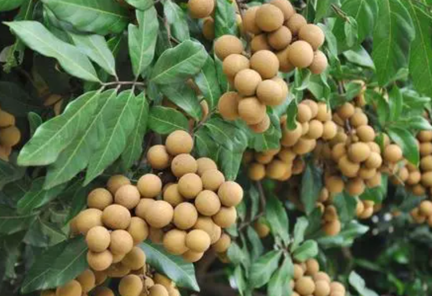 桂圆树种植与栽培