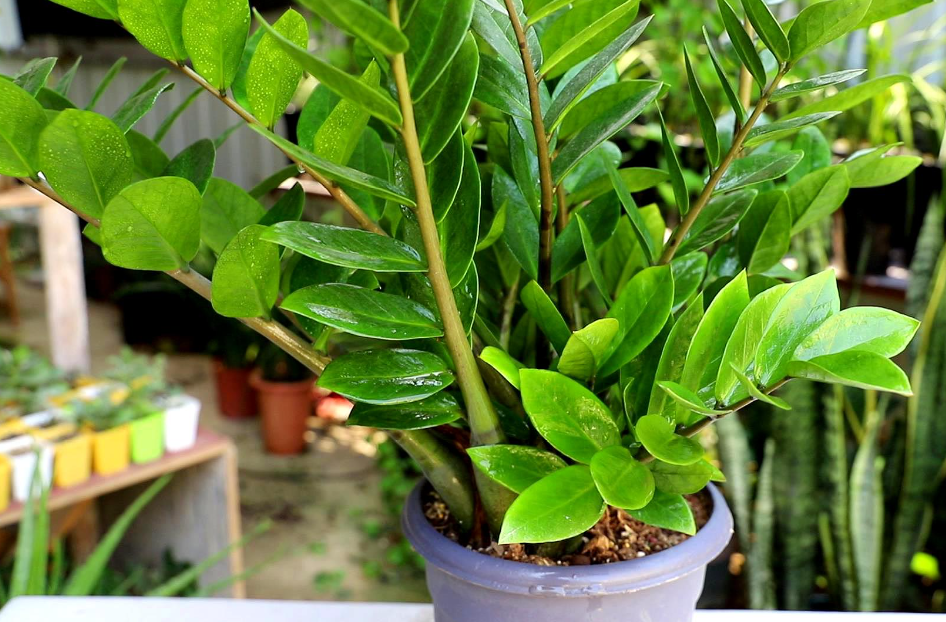 金钱铜树盆景如何养护