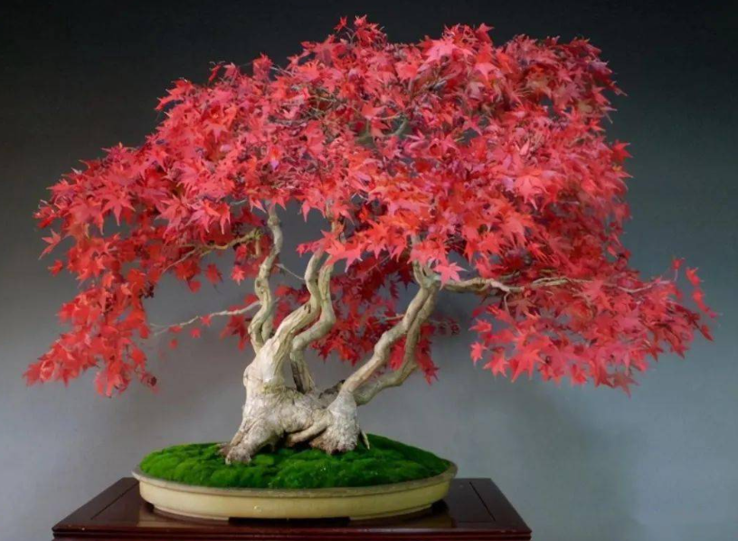 枫树盆景什么时候修剪