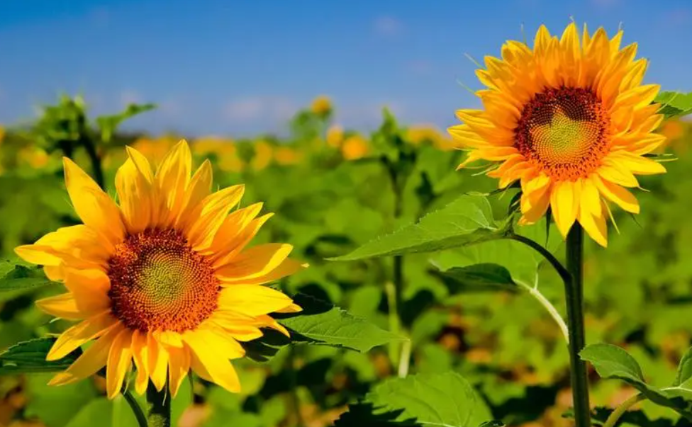 夏季好养的花卉有哪些