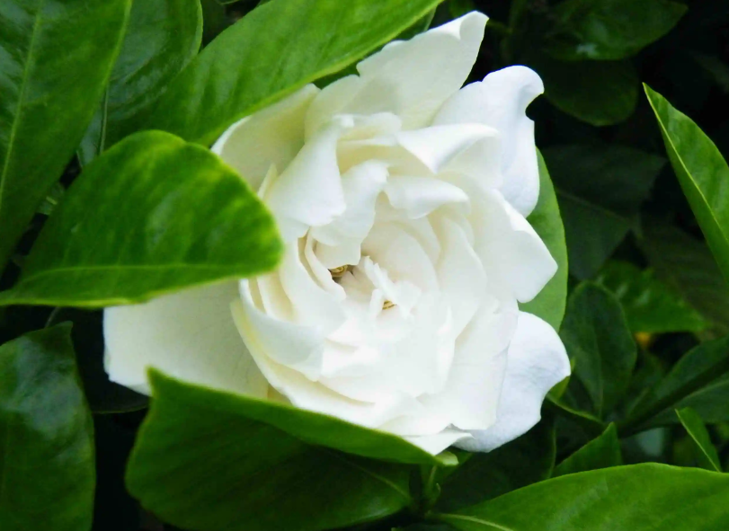 栀子花土培改水培方法