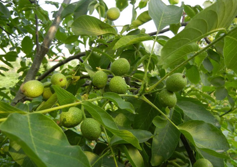 麻核桃树管理最新技术