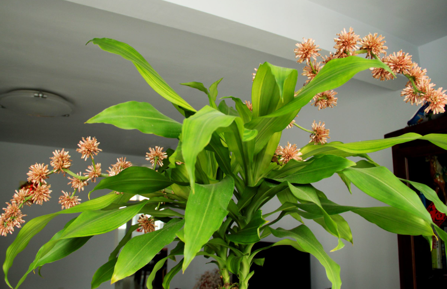 巴西木怎么形成树桩