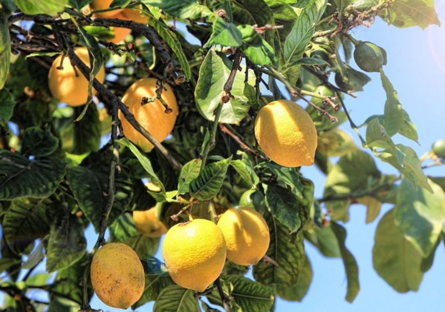 柠檬树对人体的危害