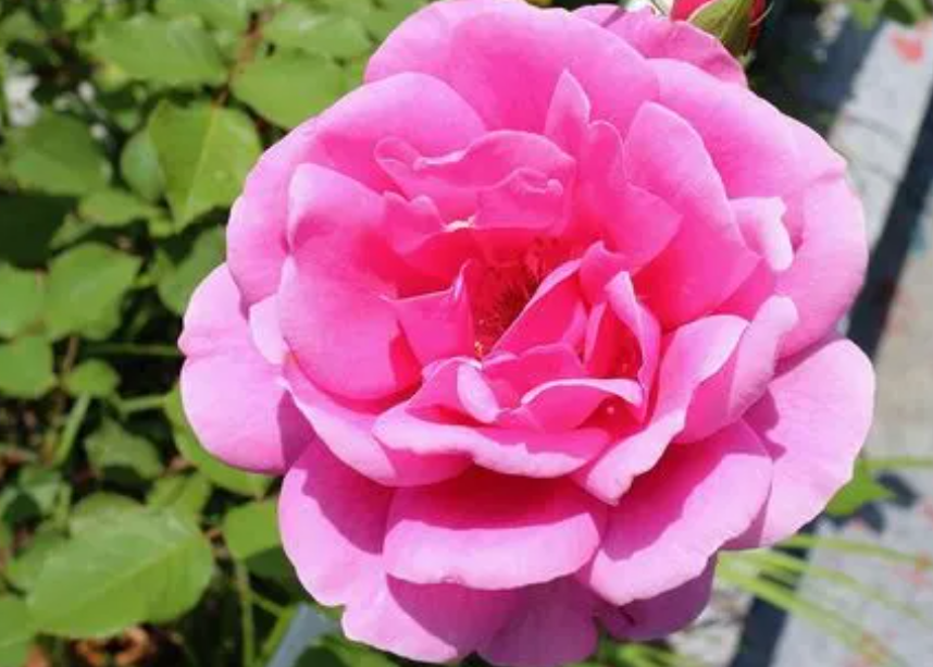 几月份适合月季花栽培方法