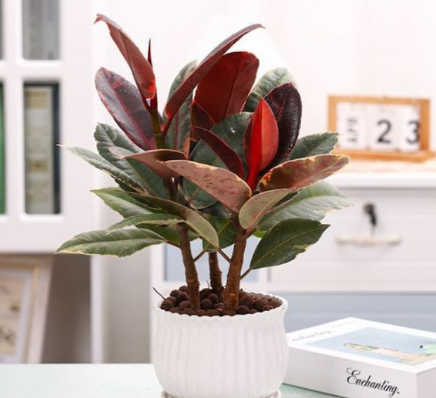 怎样修剪橡皮树盆景