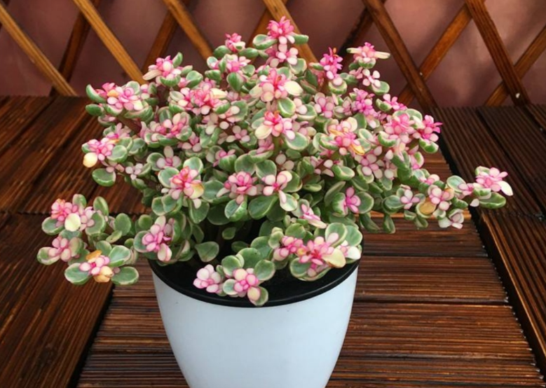 金枝玉叶开花时间