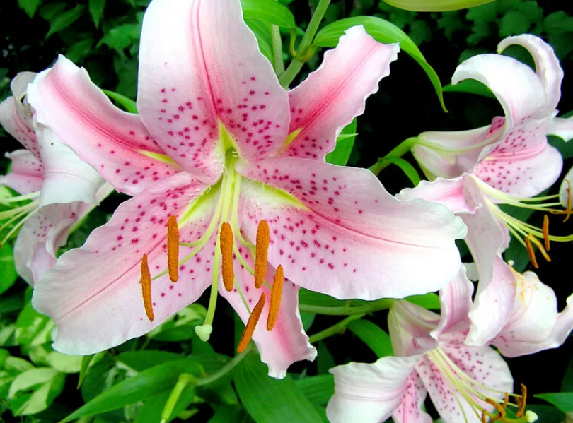 百合花的修剪方法和注意事项