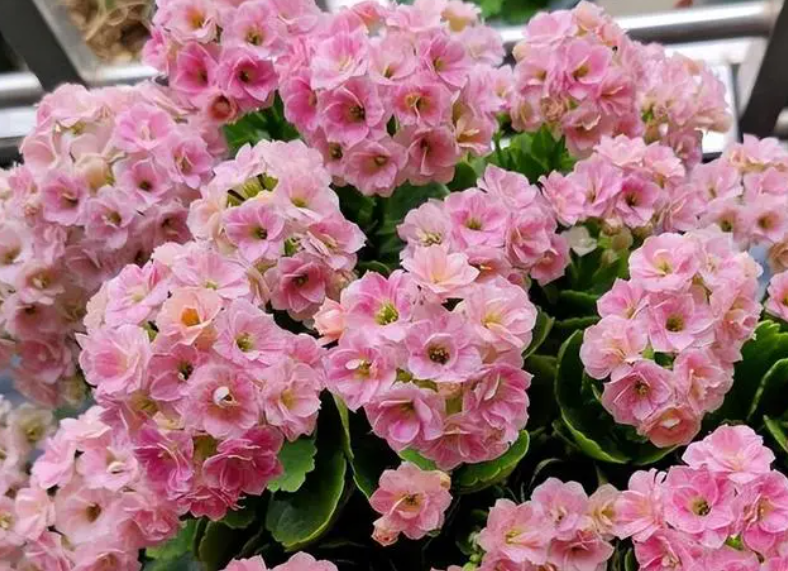 长寿花什么时候浇水最好