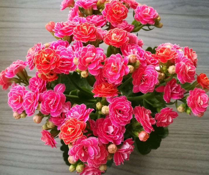 盆栽长寿花的养殖方法和注意事项