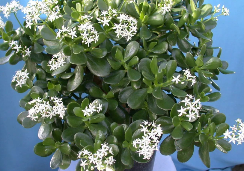 玉树换盆要把原土弄掉吗