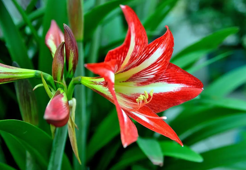 朱顶红八月开花正常吗