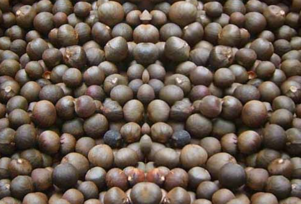 茶花种子怎么破壳催芽