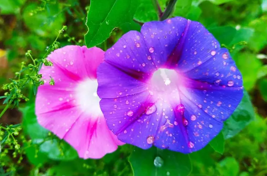 为什么喜欢喇叭花