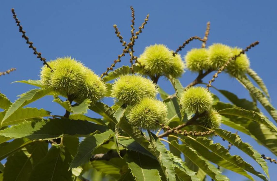 板栗树可以盆栽吗