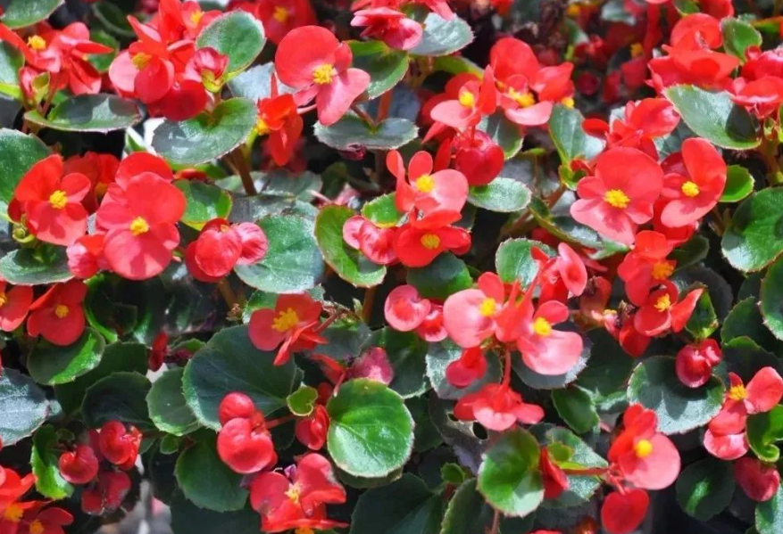 四季海棠花的扦插方法