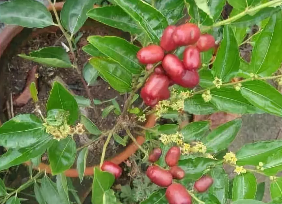 盆栽枣树的浇水有什么讲究?