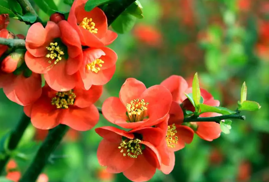 海棠花喜欢什么土壤