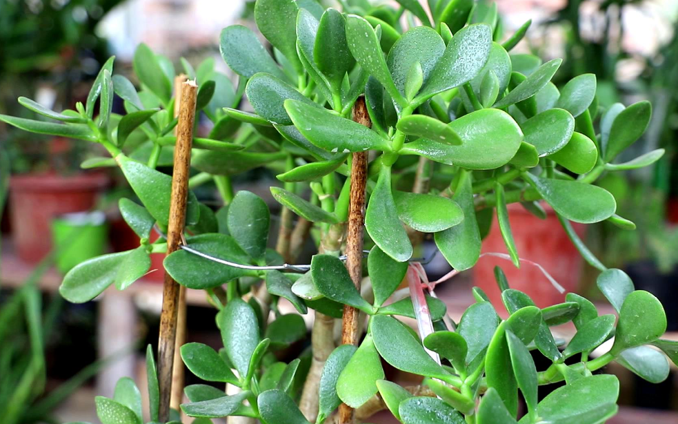 玉树放在客厅好不好