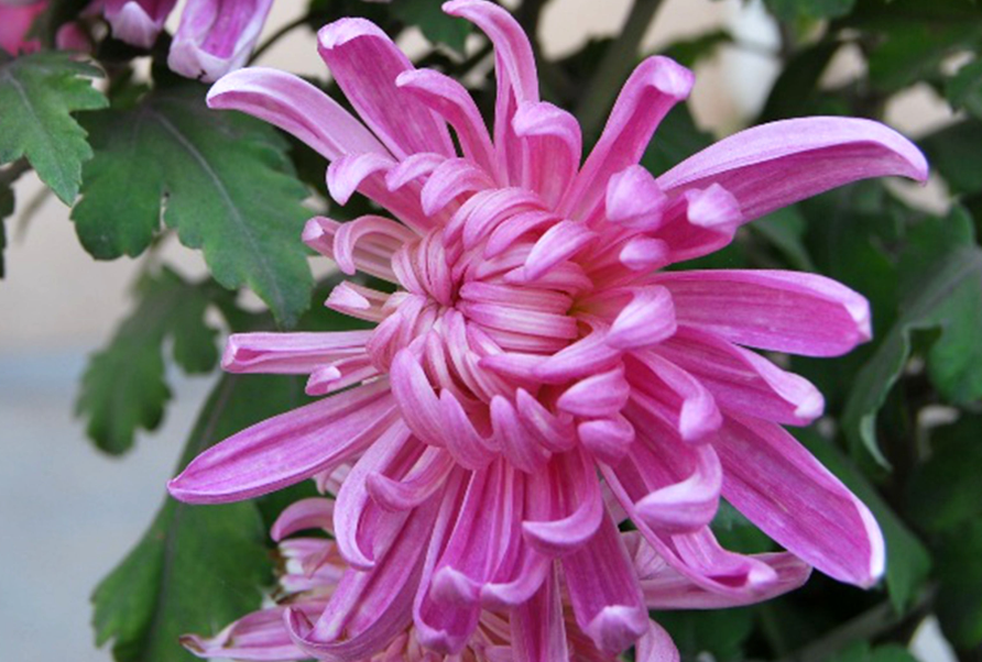 菊花的浇水注意事项