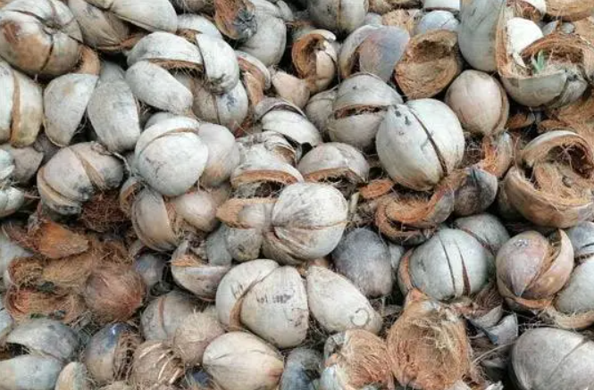 椰子皮拿来种花需要发酵吗