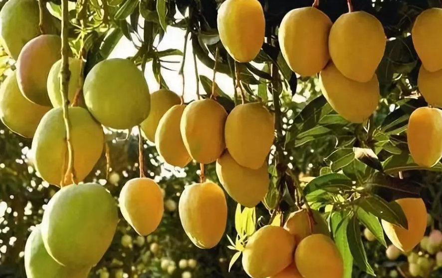 在家种芒果树好吗