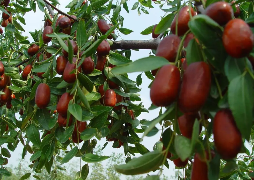 枣树一年能长多高