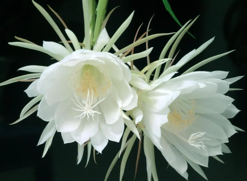 昙花什么季节扦插最佳