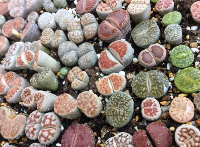 生石花怎么养才会开花