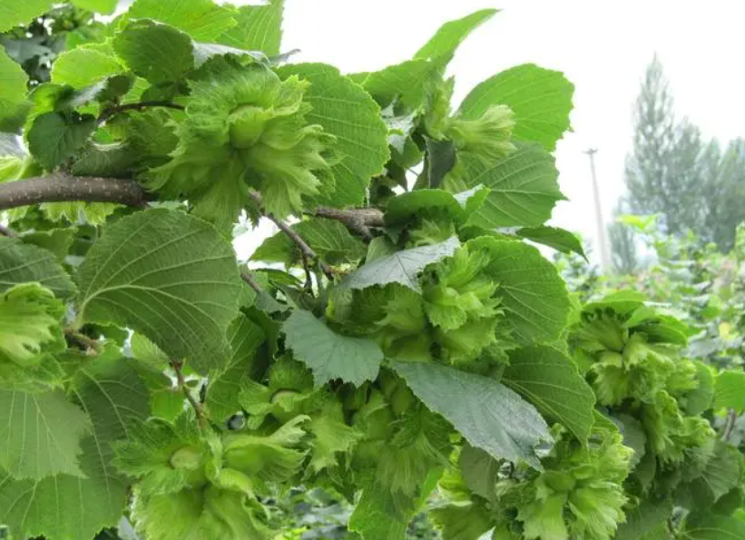 榛子树秋天能剪枝吗