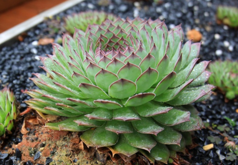 多肉观音莲开花怎样繁殖