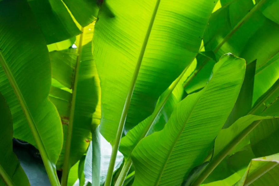 芭蕉树的修剪方法