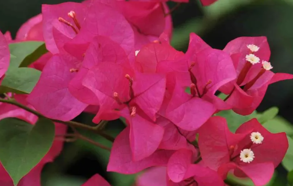 最勤花的三角梅有哪些品种