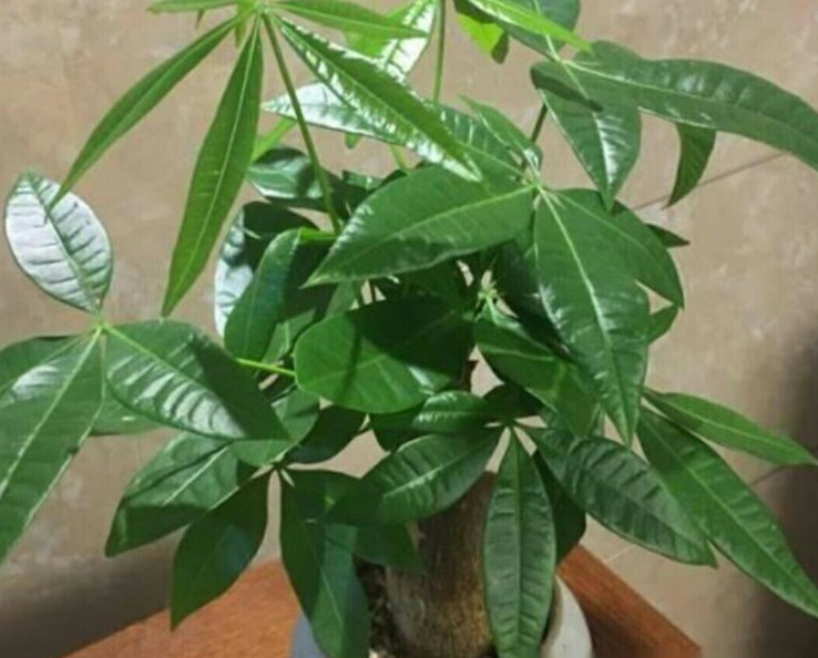 发财树可以淋一晚上雨们